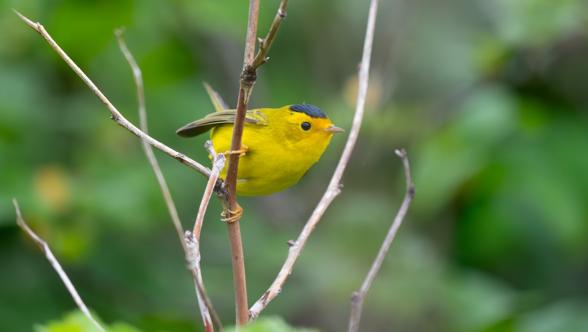 Wilson's Warbler - ML621730634