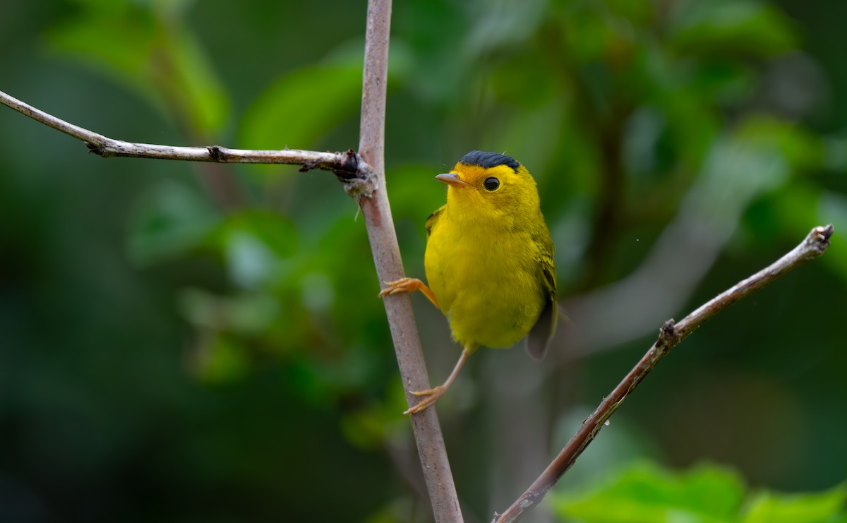 Wilson's Warbler - ML621730635