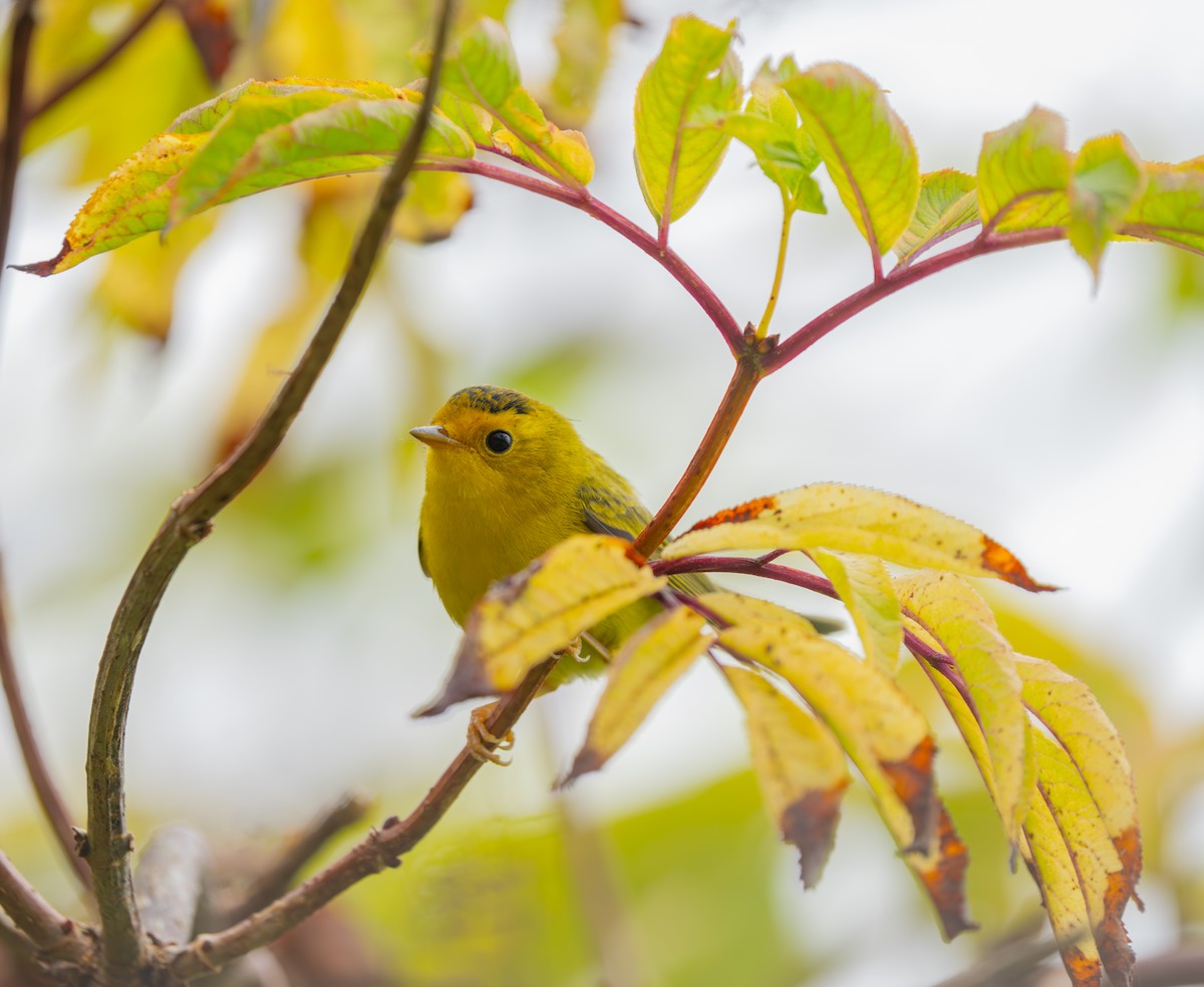 Wilson's Warbler - ML621730636
