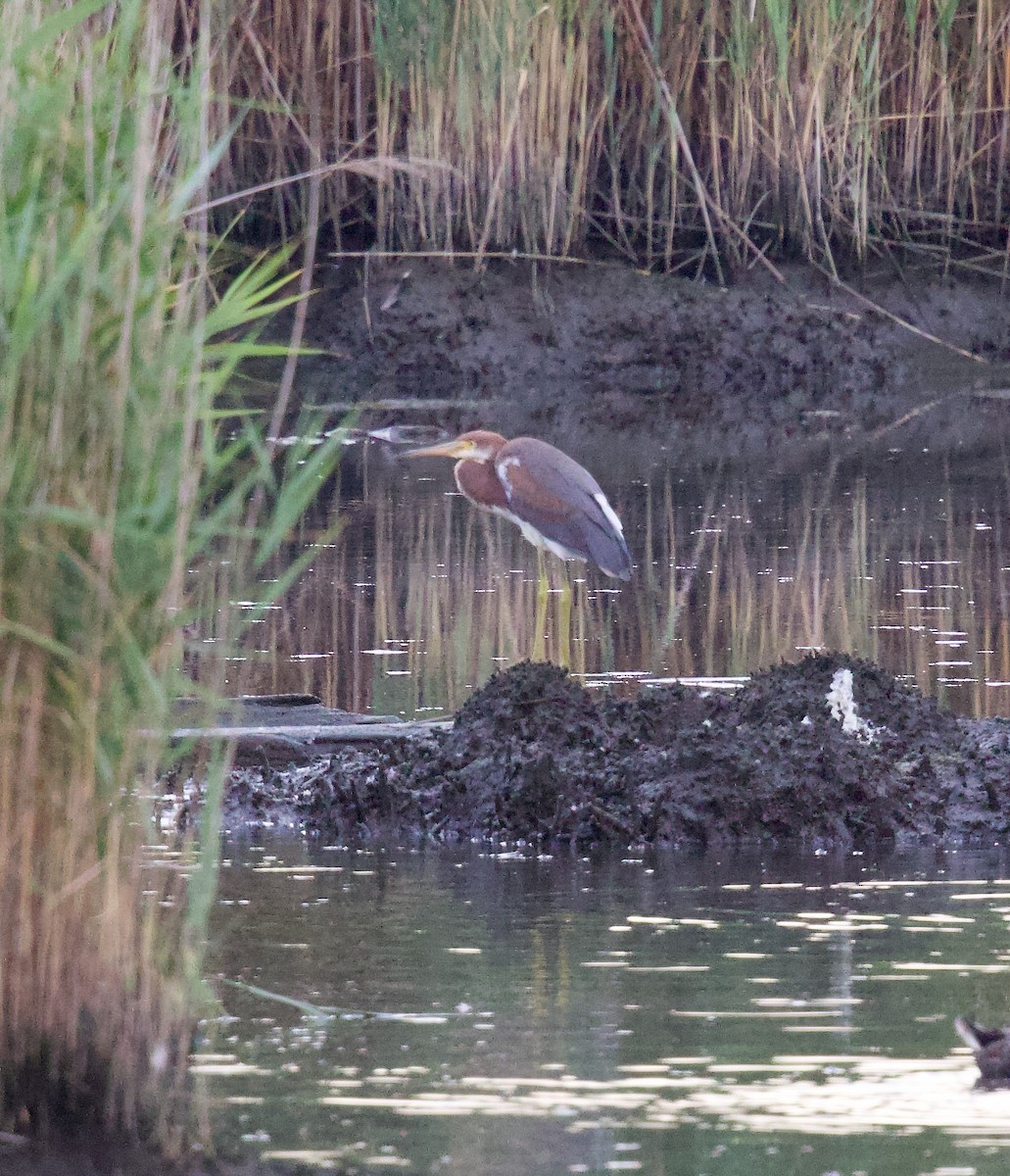 Tricolored Heron - ML621730649