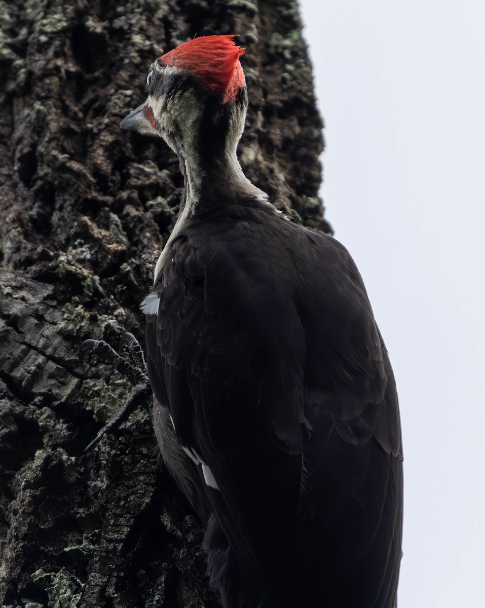 Pileated Woodpecker - ML621730655