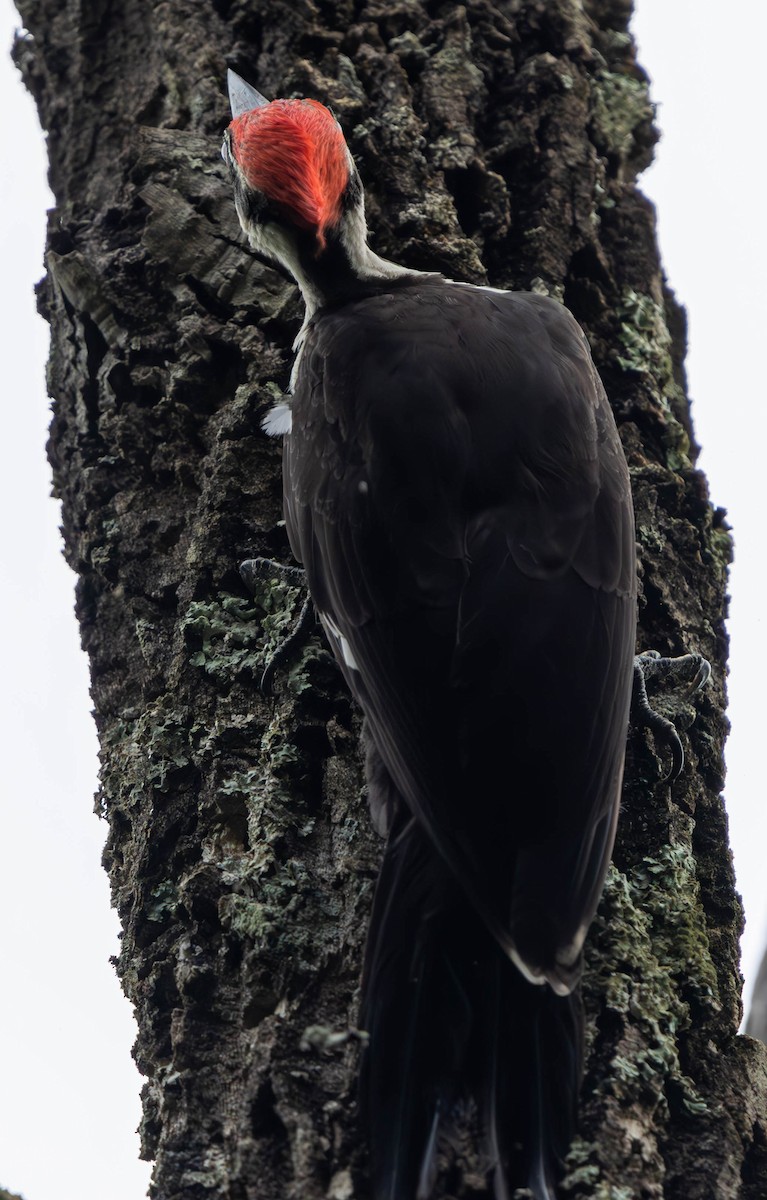 Pileated Woodpecker - ML621730656