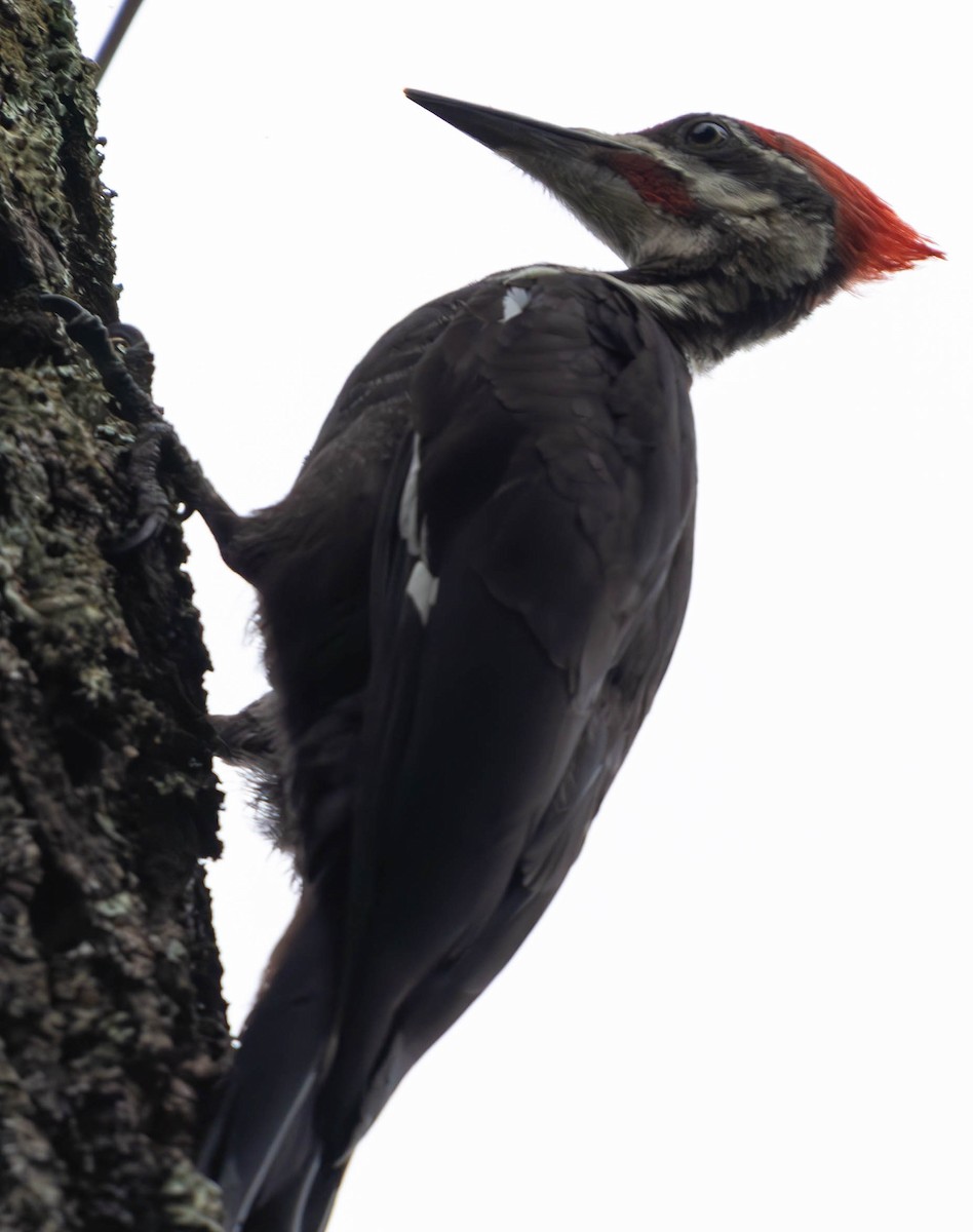 Pileated Woodpecker - ML621730657