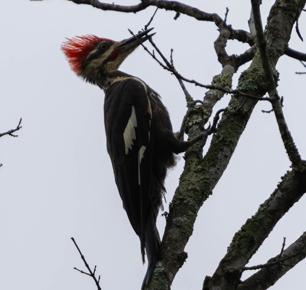 Pileated Woodpecker - ML621730658