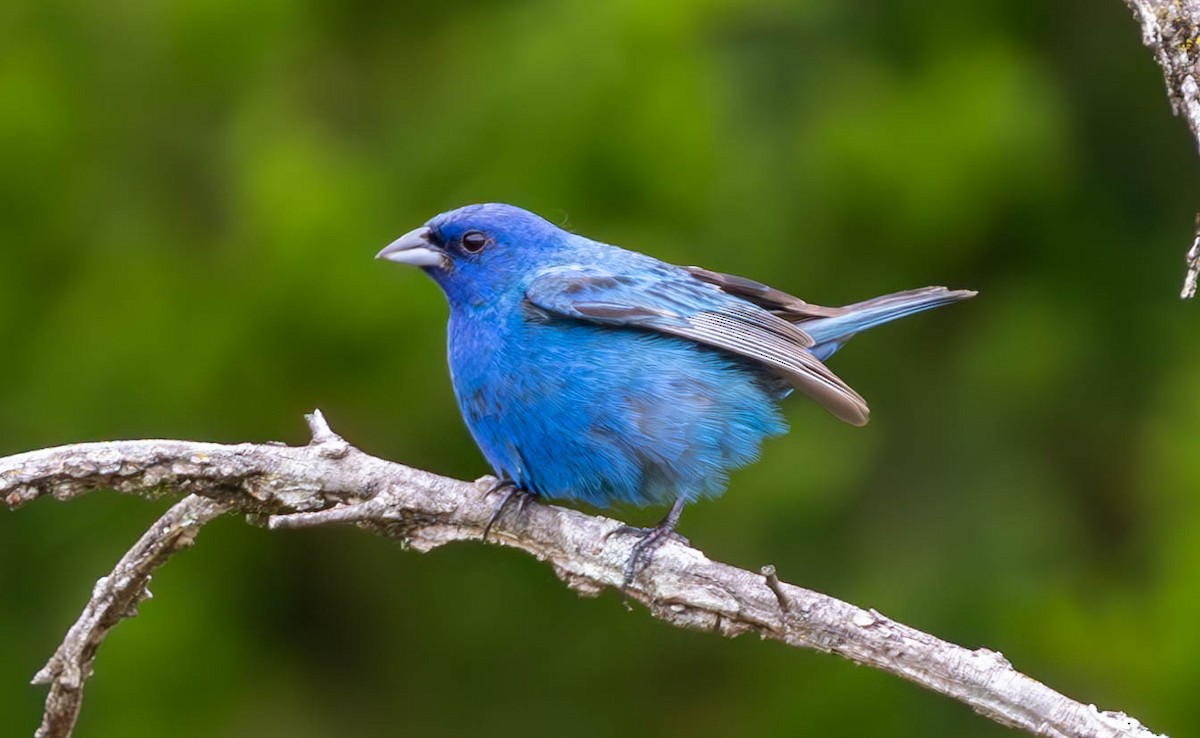 Indigo Bunting - ML621730685