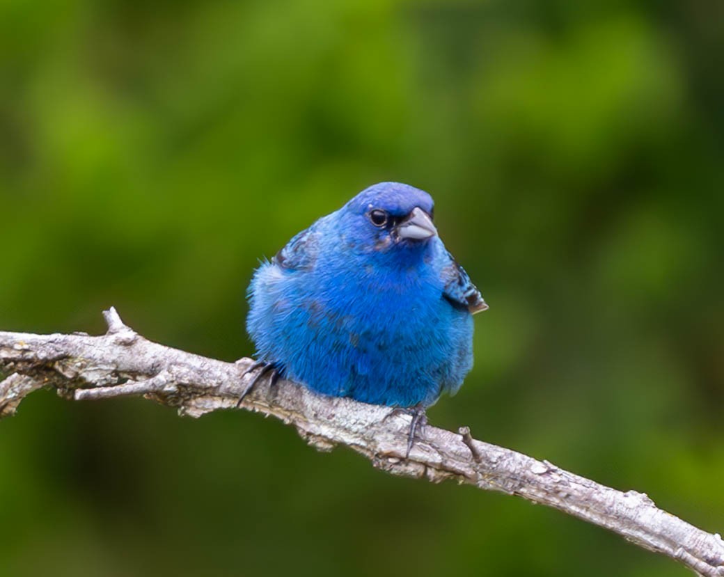 Indigo Bunting - ML621730686