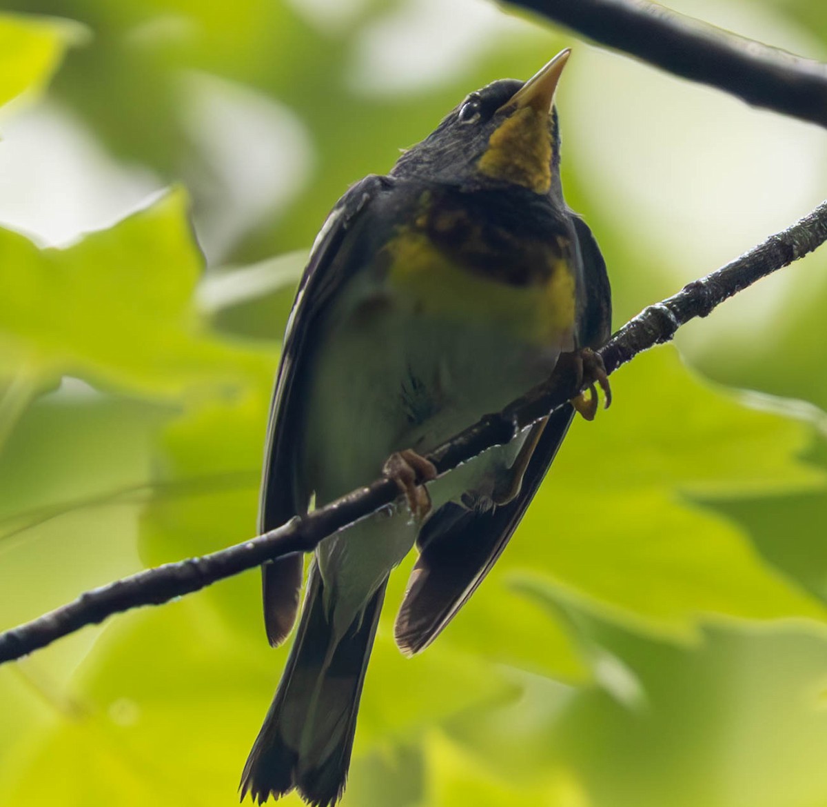 Northern Parula - ML621730696