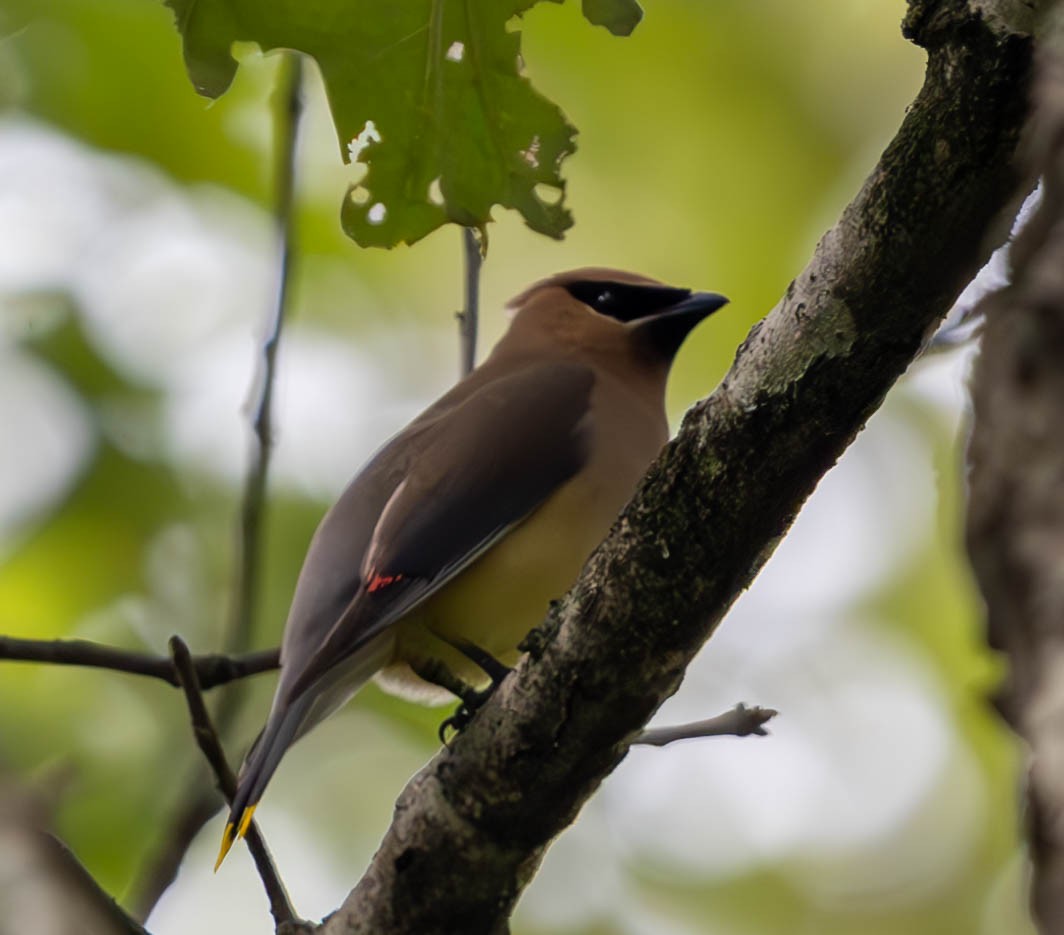 Cedar Waxwing - ML621730718