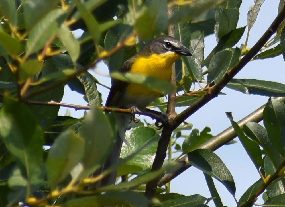 Yellow-breasted Chat - ML621730754