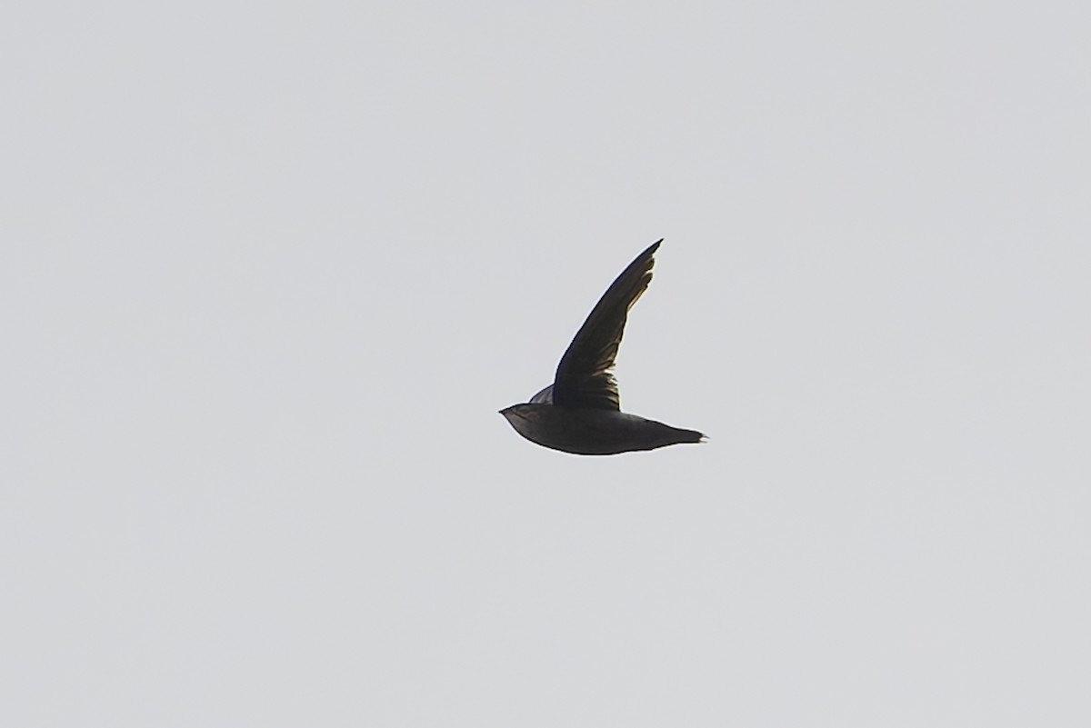 Costa Rican Swift - ML621730819