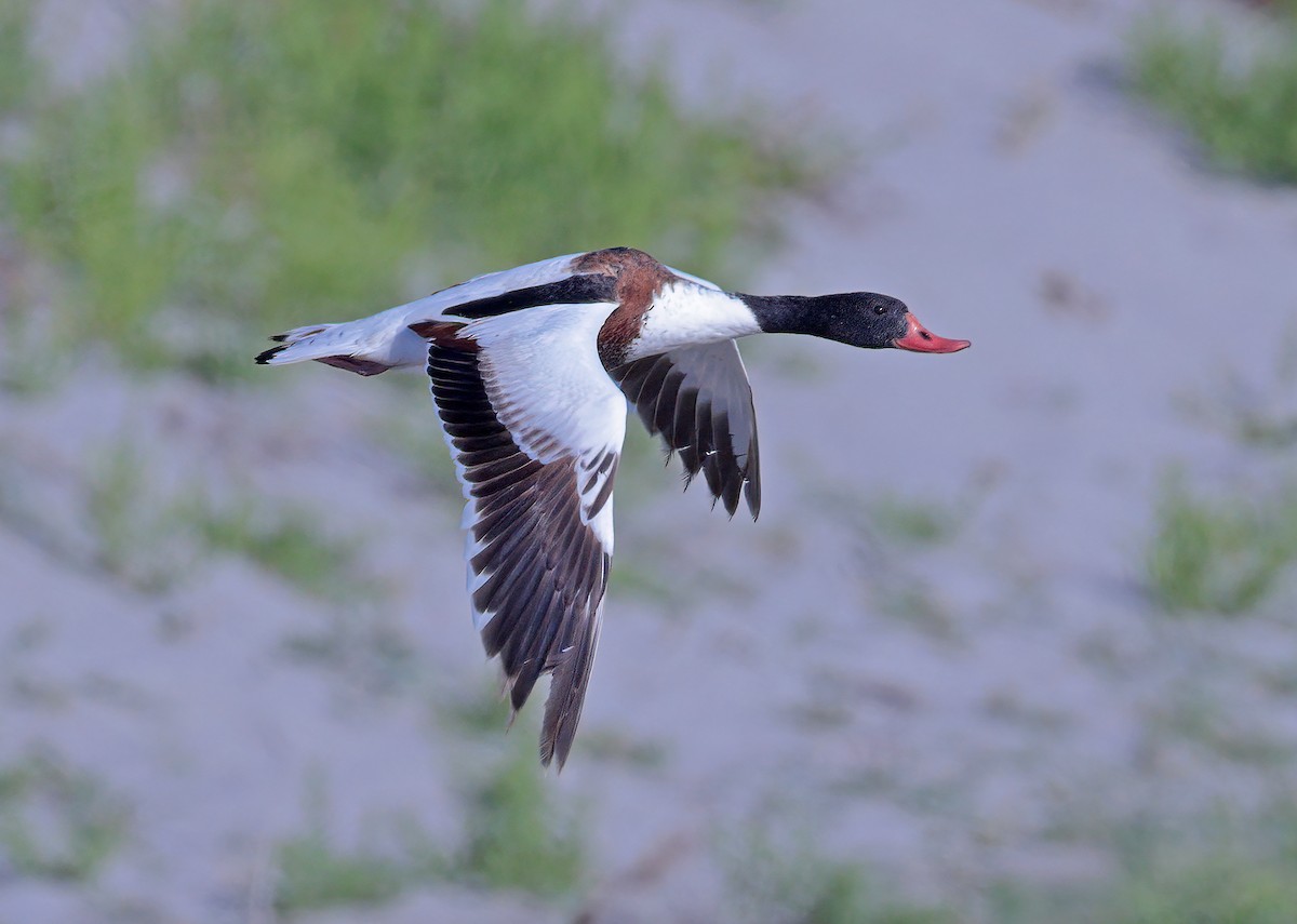 Common Shelduck - sheau torng lim