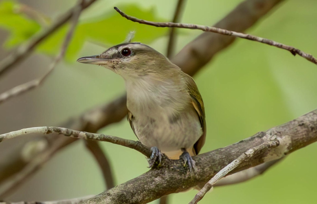 Red-eyed Vireo - ML621730848