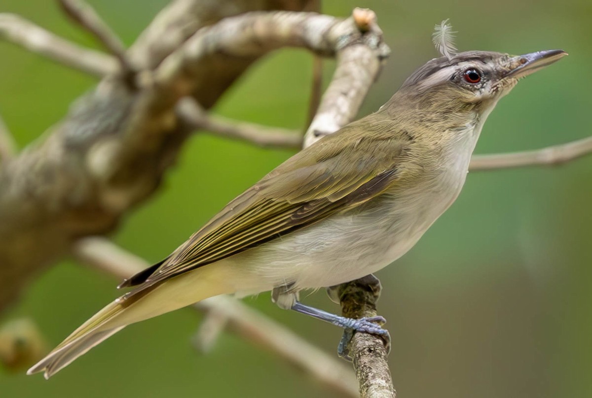 Red-eyed Vireo - Brad Everhart