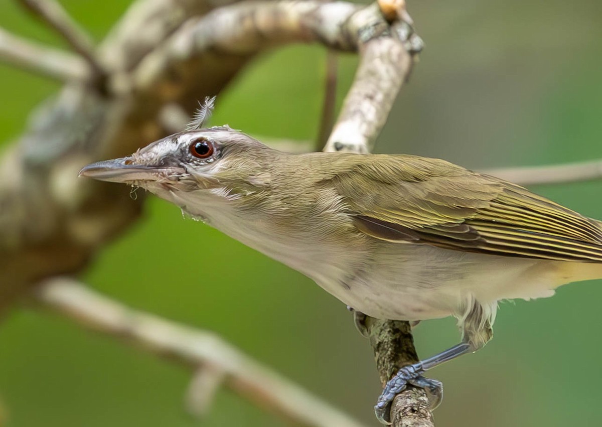 Red-eyed Vireo - ML621730850