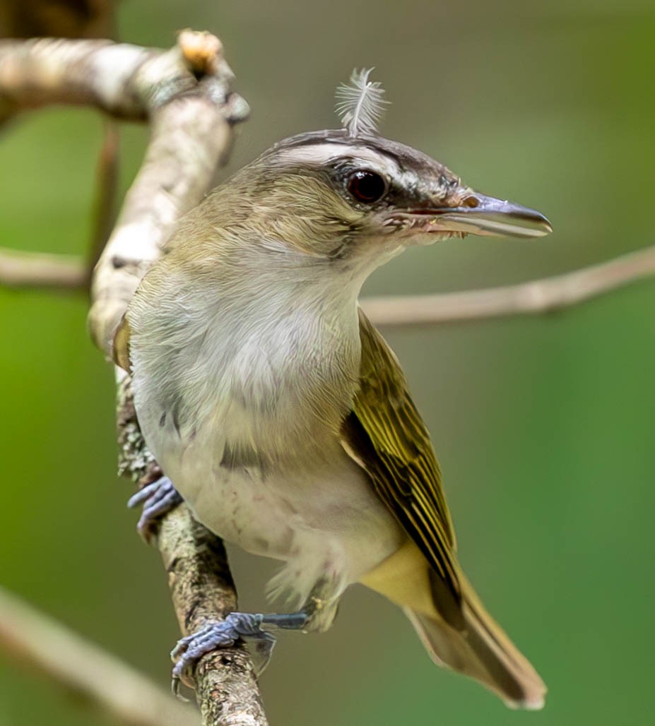 Red-eyed Vireo - ML621730851