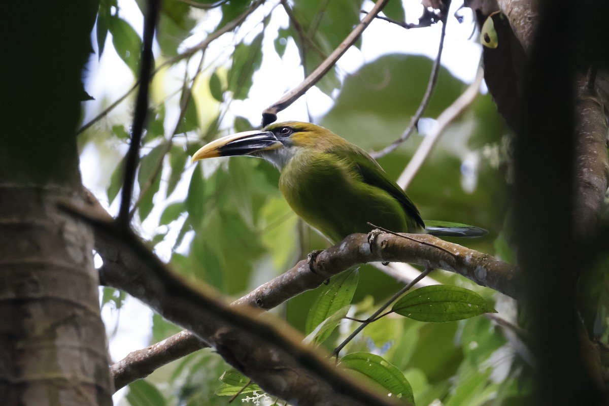 Groove-billed Toucanet - ML621730913