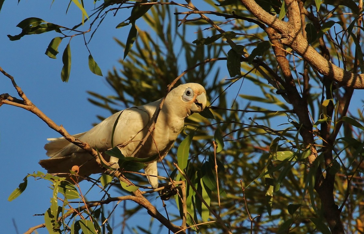 Little Corella - ML621730928