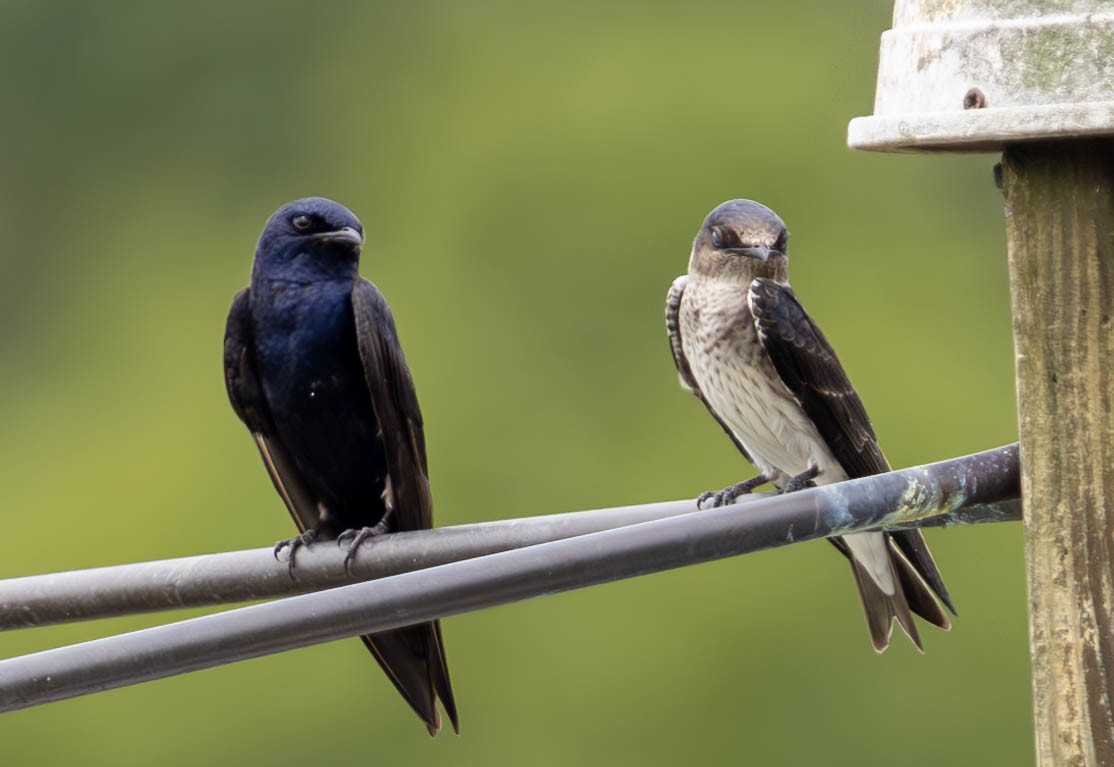 Purple Martin - ML621730938