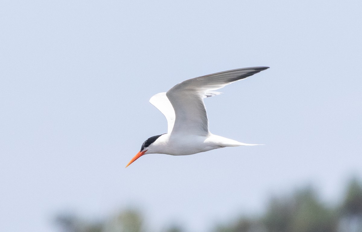 Elegant Tern - ML621730941