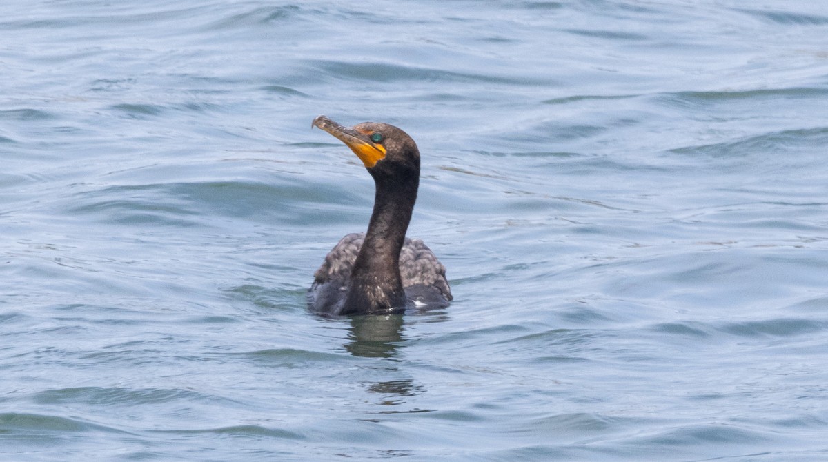 Double-crested Cormorant - ML621730954