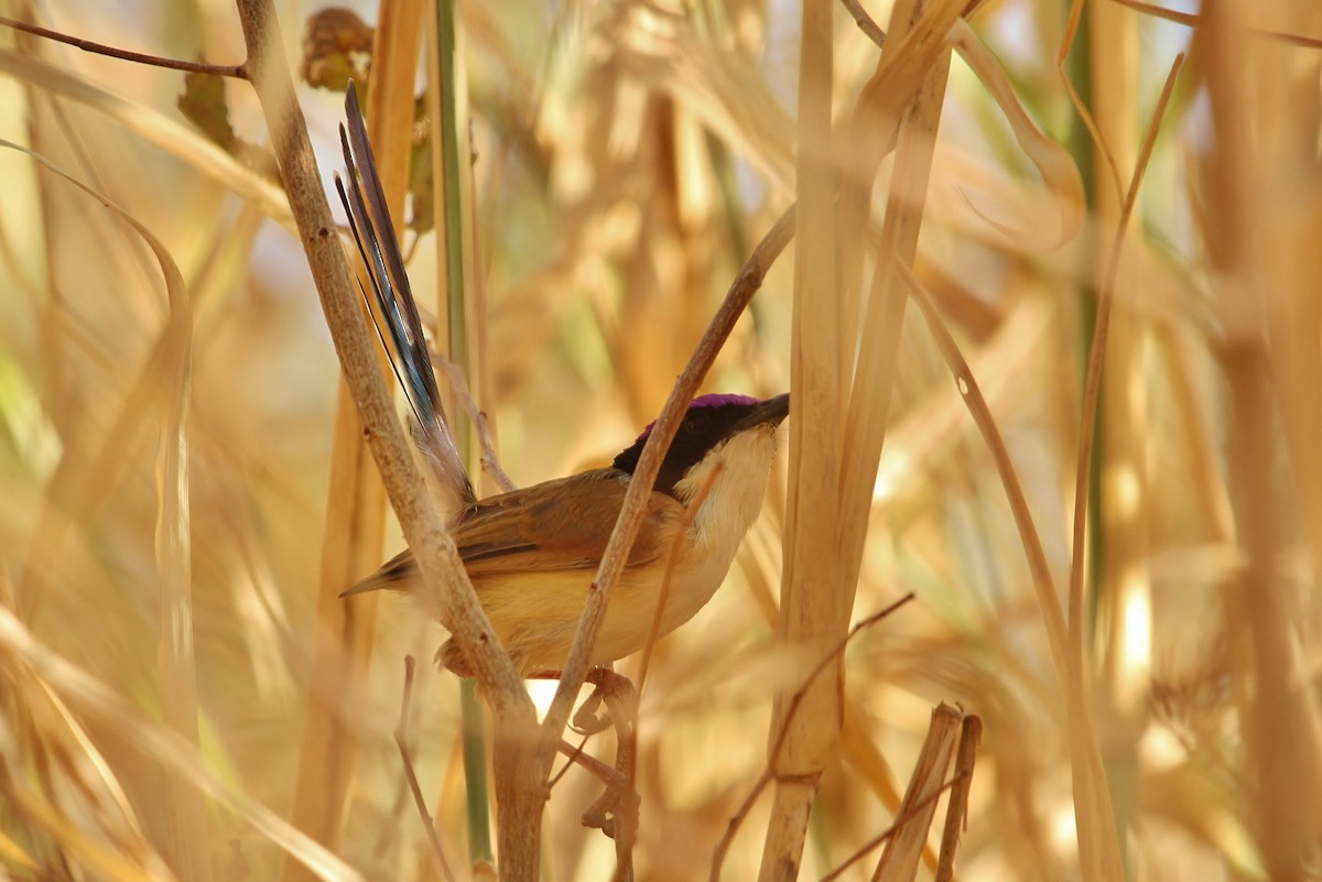 Purple-crowned Fairywren - ML621730958