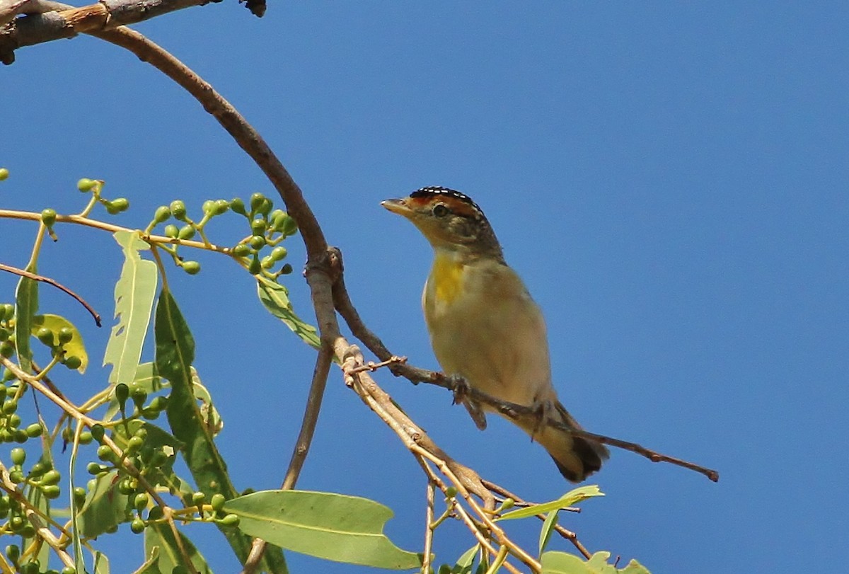 Red-browed Pardalote - ML621730982