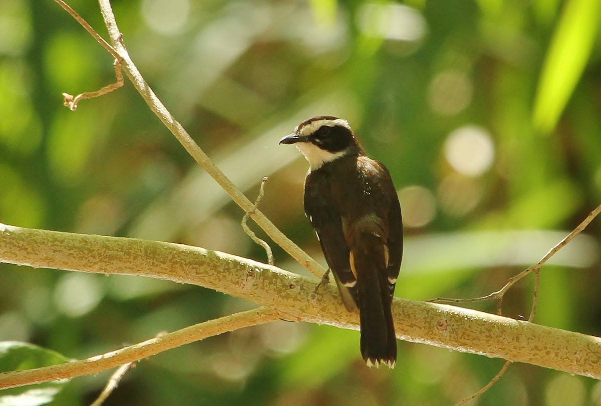 Buff-sided Robin - ML621731003