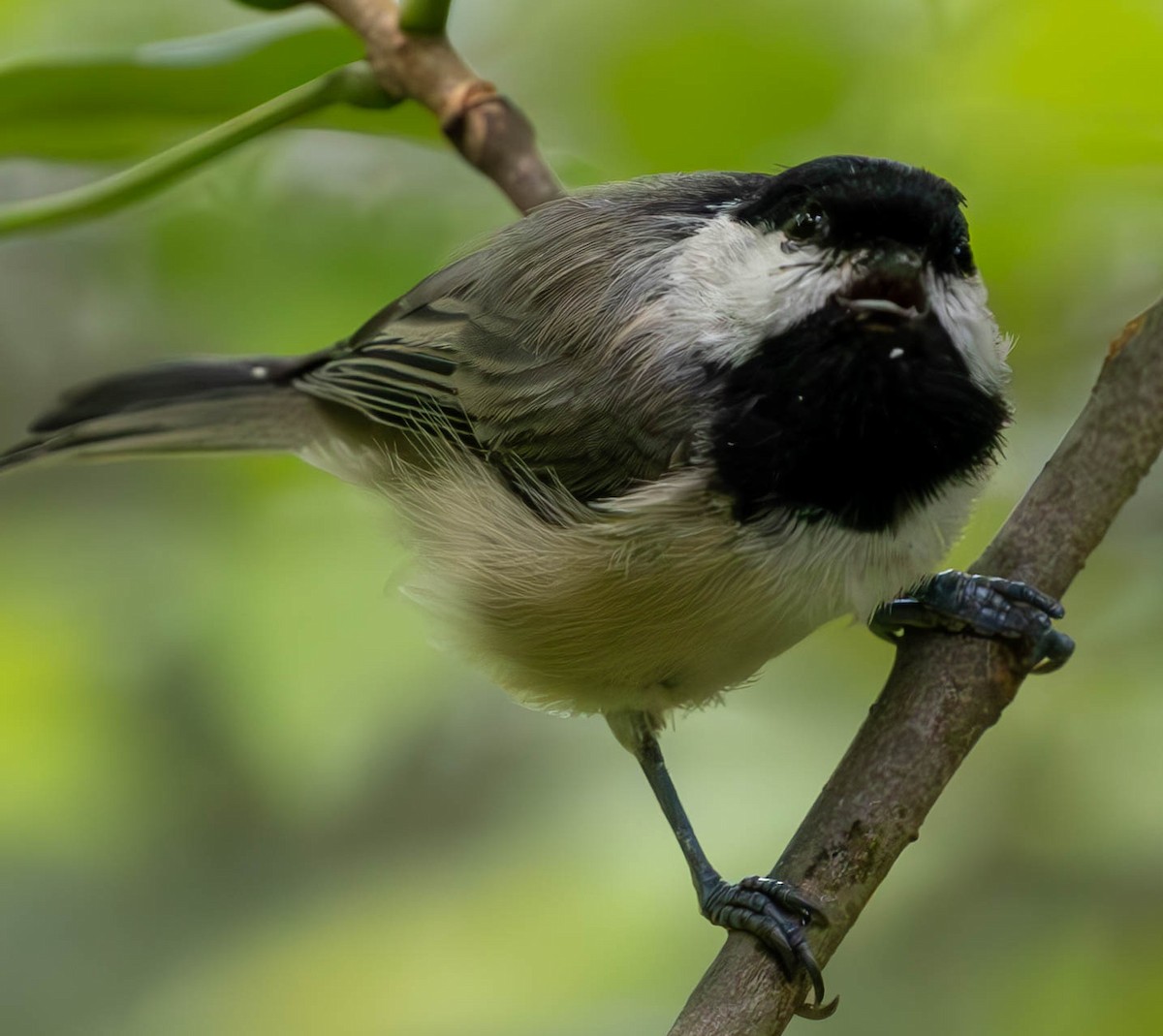 Carolina Chickadee - ML621731006