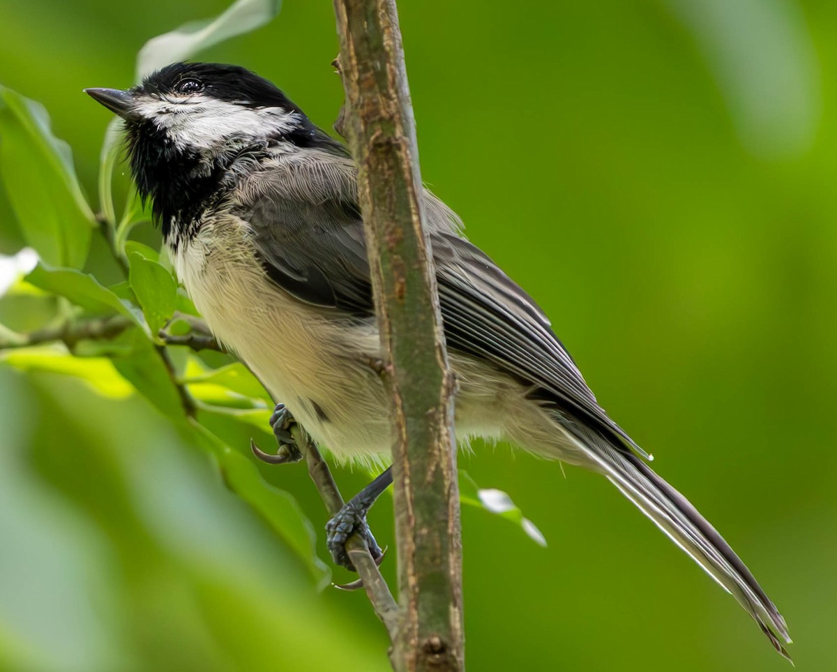 Carolina Chickadee - ML621731007