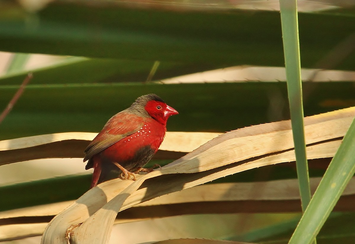 Crimson Finch - Scott Watson