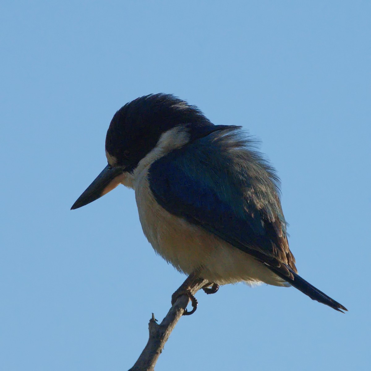 Forest Kingfisher - ML621731084