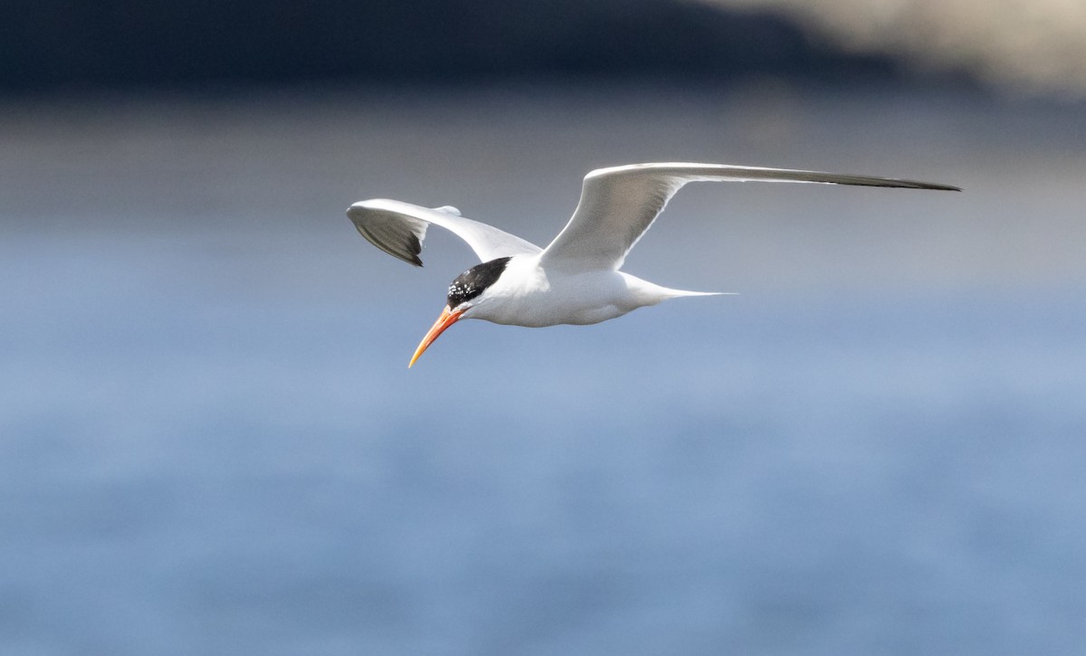 Elegant Tern - ML621731139