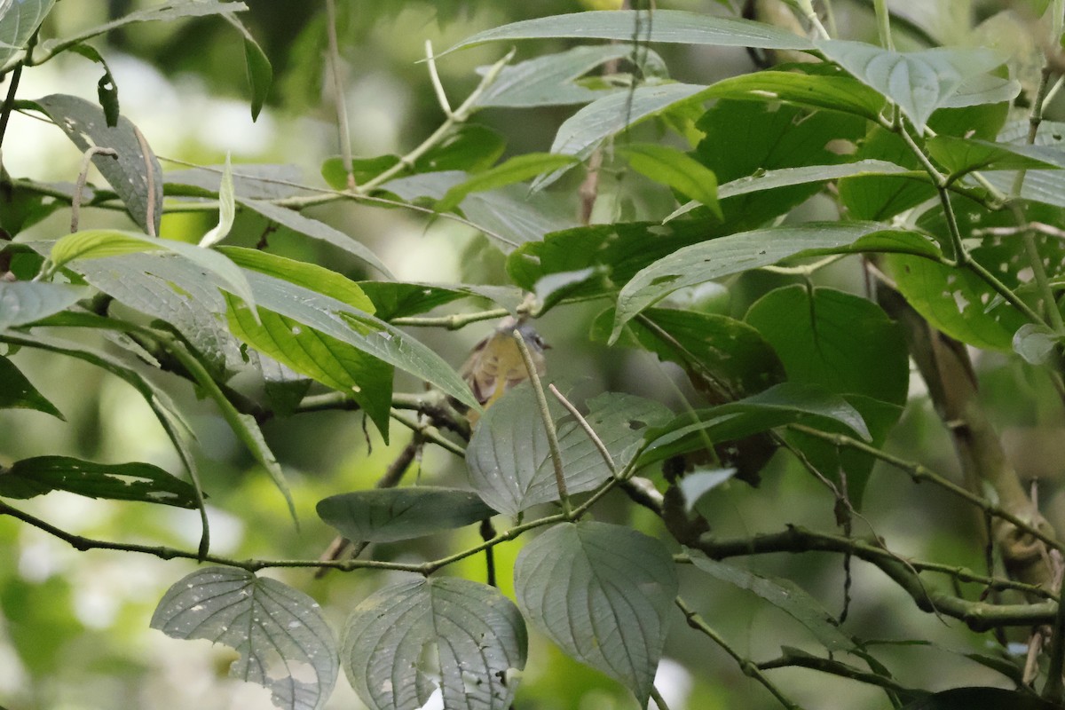 White-lored Warbler - ML621731245