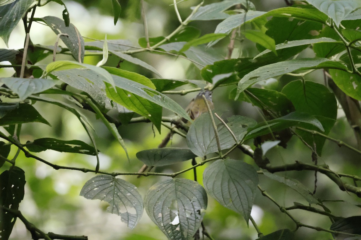 White-lored Warbler - ML621731246