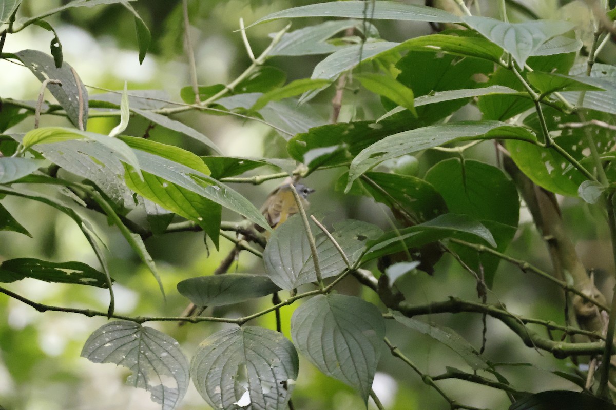 White-lored Warbler - ML621731247