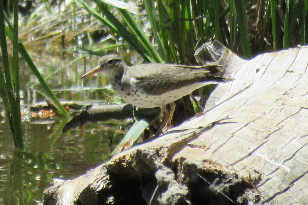 Spotted Sandpiper - ML62173131