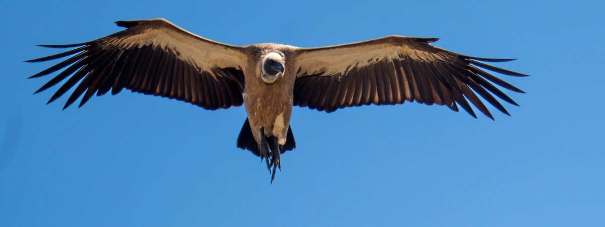 White-backed Vulture - ML621731361