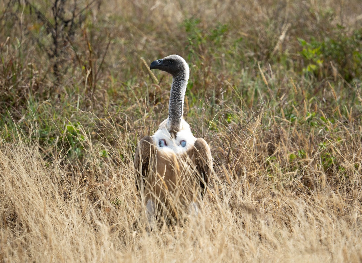 White-backed Vulture - ML621731362