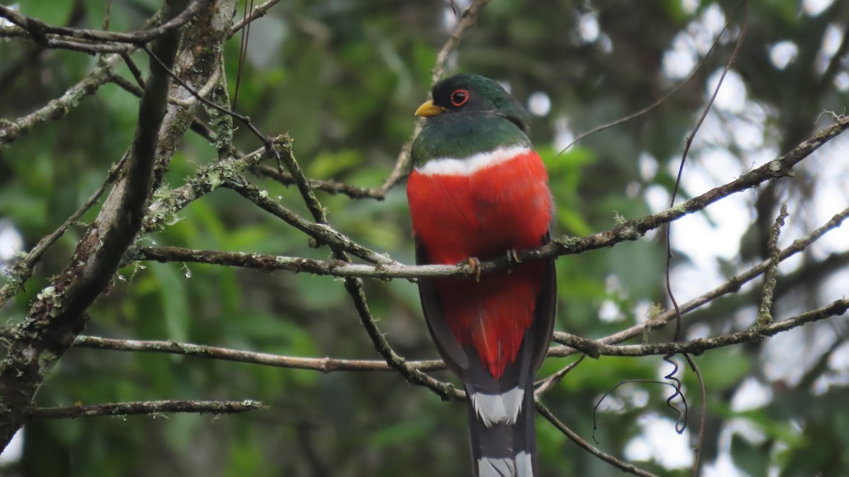 Mountain Trogon - Oliver  Komar