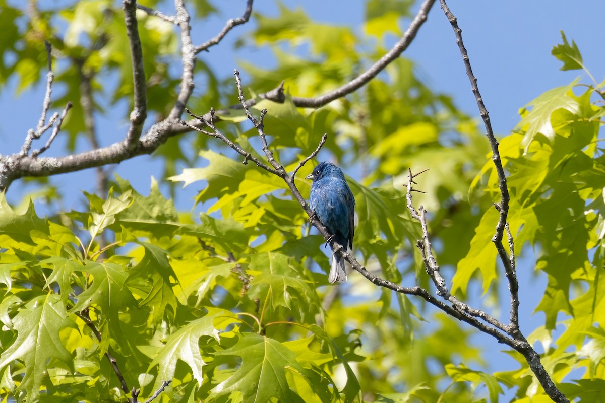 Indigo Bunting - ML621731392