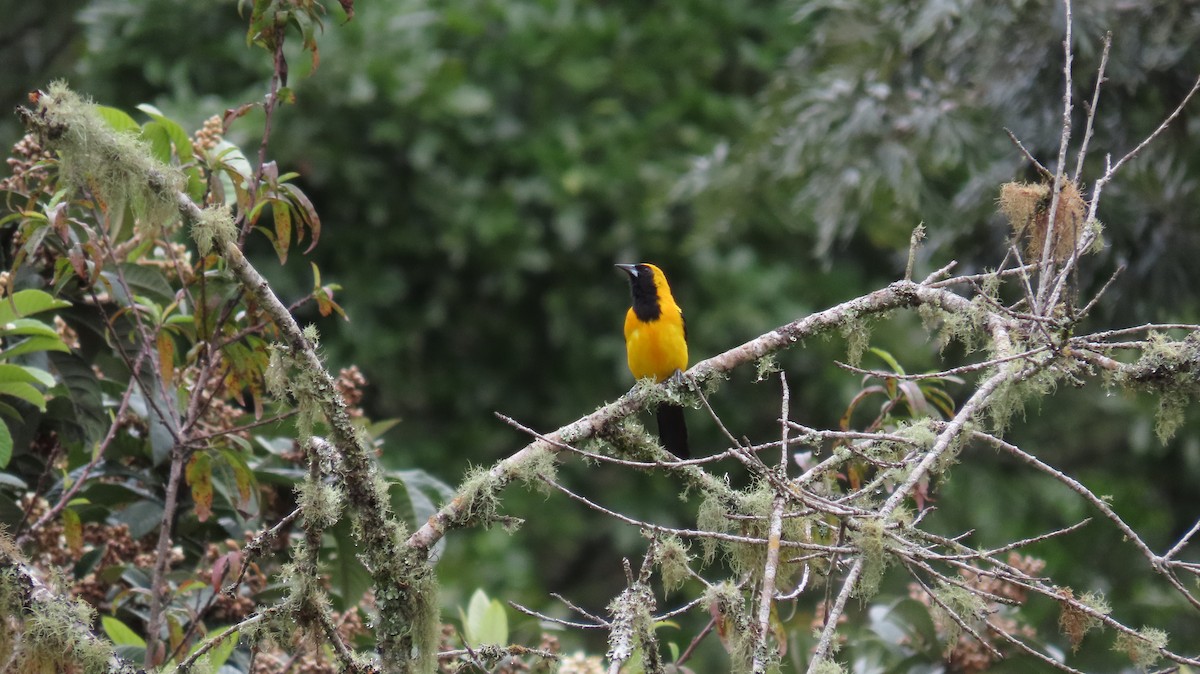 Yellow-backed Oriole - ML621731456