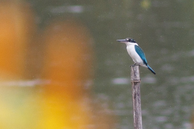 Collared Kingfisher (Collared) - ML621731502