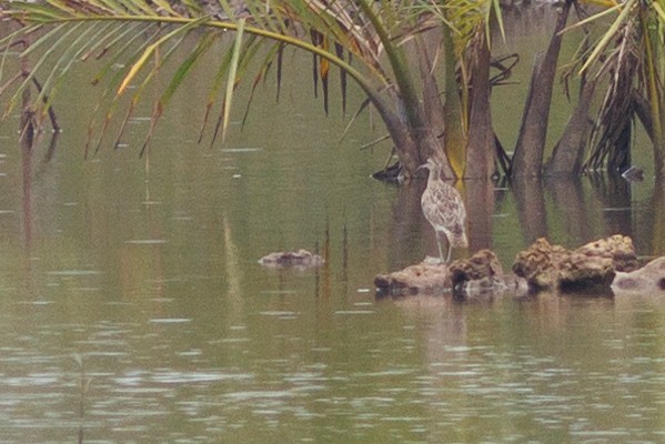 Courlis corlieu (variegatus/rogachevae) - ML621731537