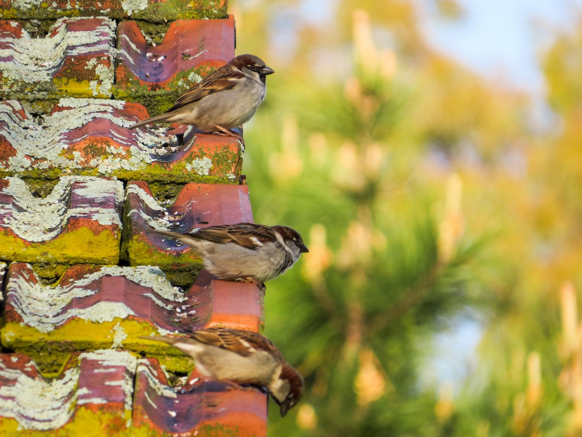 House Sparrow - ML621731585