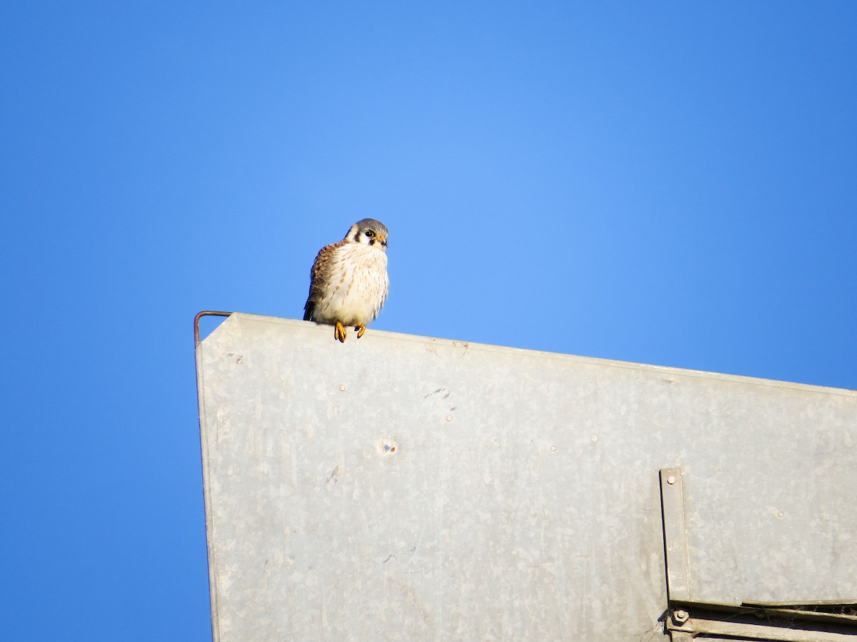 American Kestrel - ML621731597