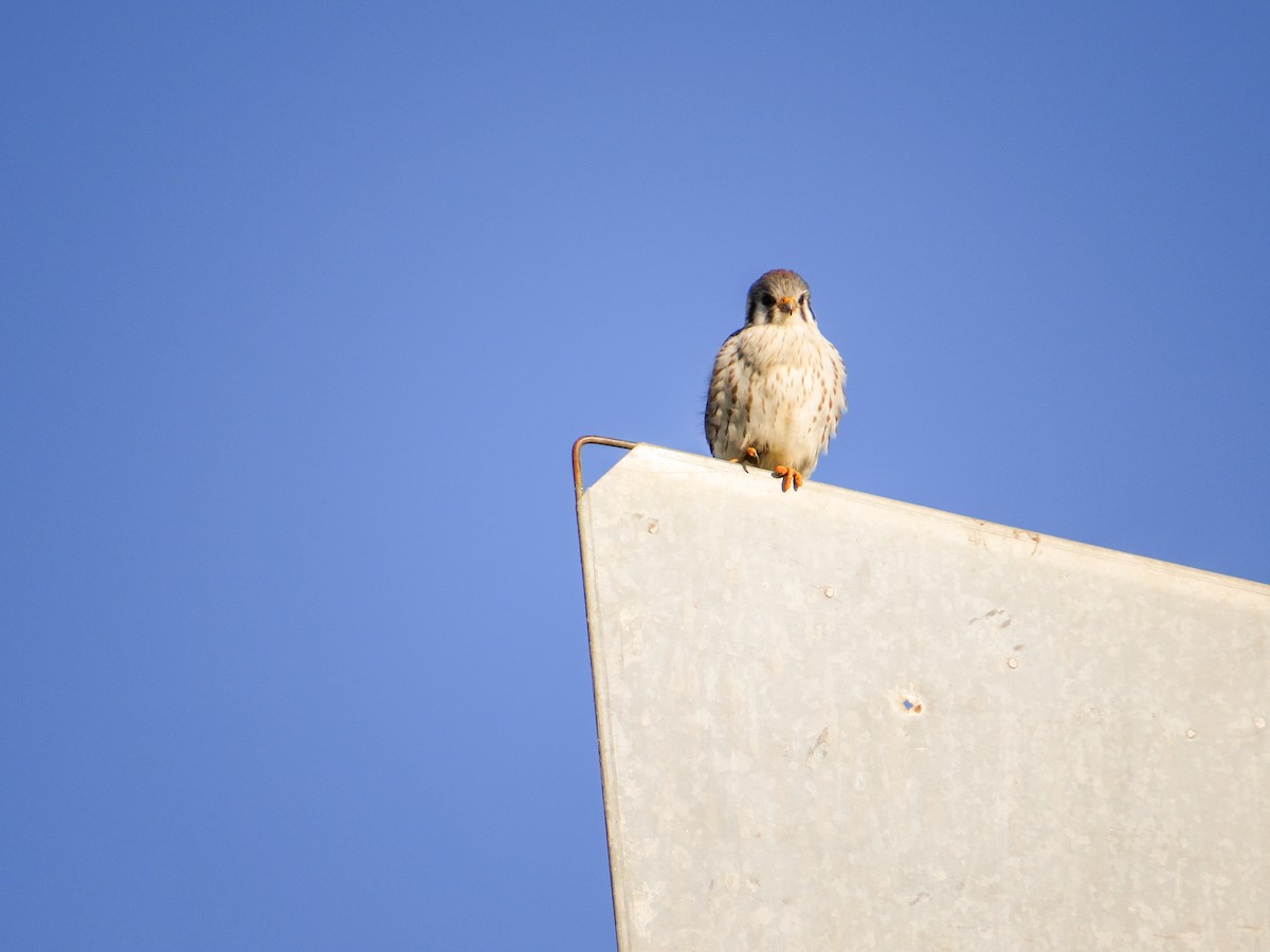 American Kestrel - ML621731598