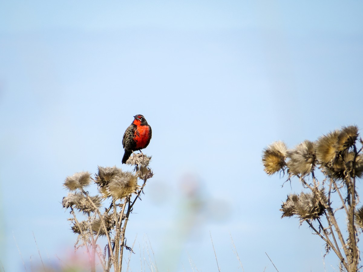 Long-tailed Meadowlark - ML621731608