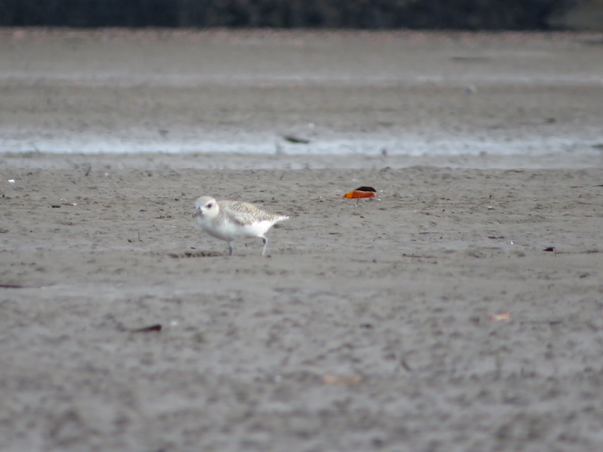 Black-bellied Plover - ML621731643