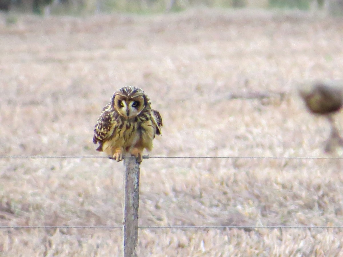 Short-eared Owl - ML621731651