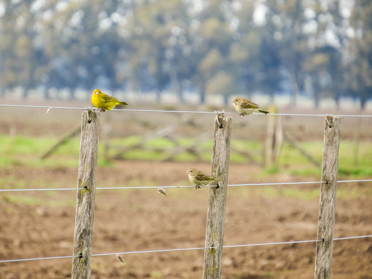 Saffron Finch - ML621731700